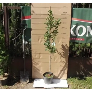 DĄB FASTIGIATA kolumnowy szczepiony - sadzonki 50 / 80 cm